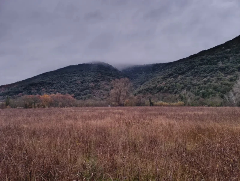Un petit massif sous un ciel nuageux, dans une faible luminosité matinale. Au premier plan, un grand champ à l'herbe sèche.