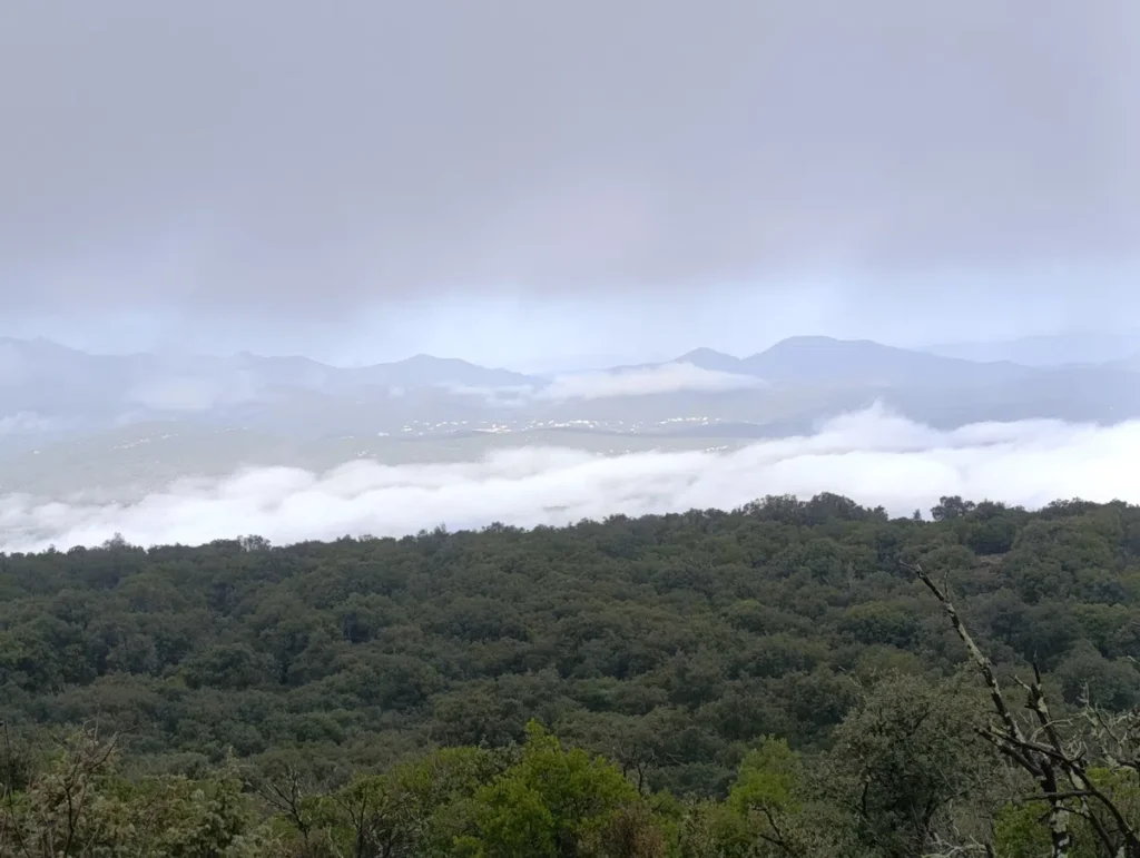 Au premier plan, vu de haut, un massif boisé s'étend sur la moitié basse de l'image. Derrière, des montagnes cévenoles aux pieds desquelles s'étale des nuages.