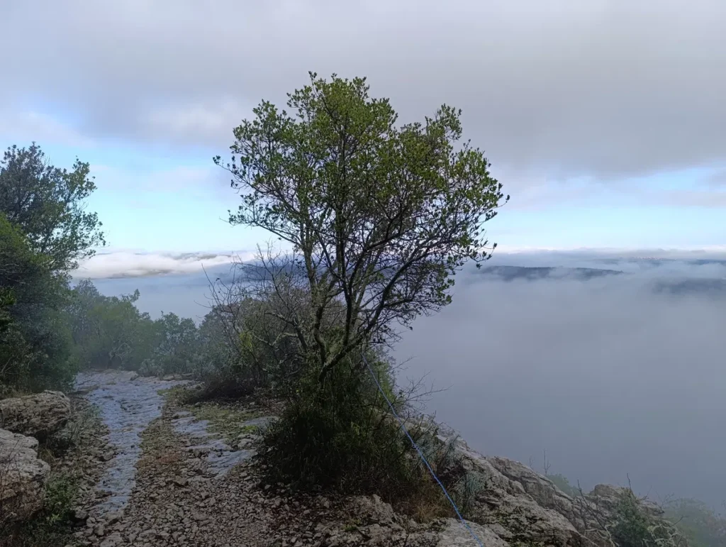 Un petit arbre le long d'un sentier au premier plan. Derrière, une large nappe de brume s'étale en contrebas. Une bande de ciel bleu au loin sous un ciel légèrement nuageux.