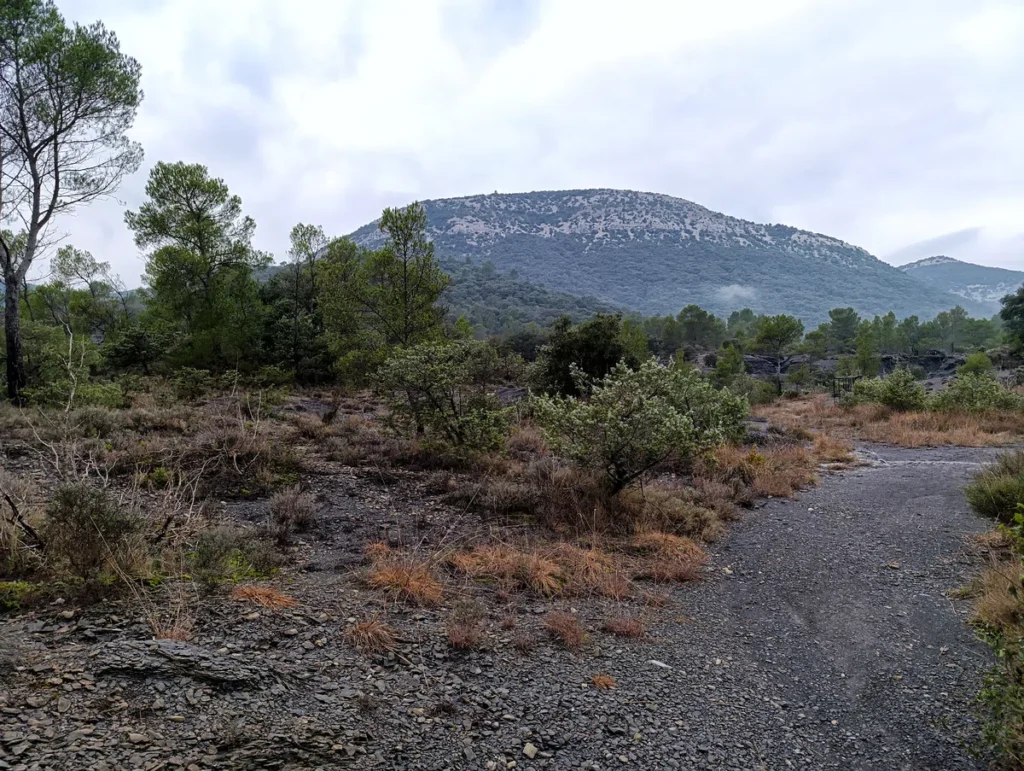 Un chemin dans la marne bordé d'une végétation rase et hivernale, au pied d'un massif, sous un ciel nuageux.