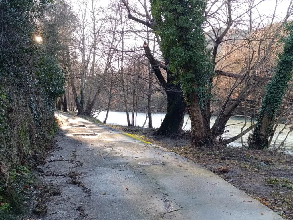 Photo d'un petit chemin sur les rives du Vidourle. À droite, une série d’arbres fins et élancés laisse entrevoir le lit du petit fleuve peu profond. La lumière matinale inonde le lit du fleuve.