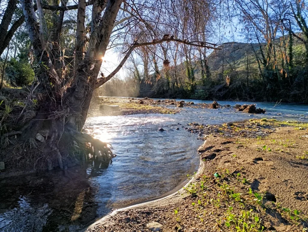 Photo du Vidourle, un petit fleuve peu profond bordé d’arbres sans feuilles, berge sablonneuse au premier plan, racines apparentes, eau claire avec galets et reflets du soleil, colline boisée en arrière-plan.