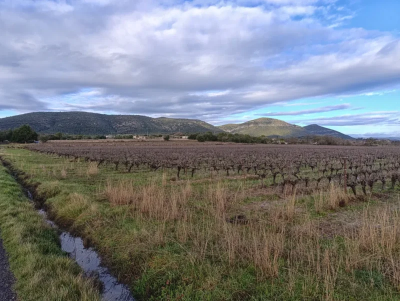 Photo de vignes hivernales avec, au loin, un petit massif karstique. Sur la gauche de l'image, on peut voir un fossé rempli d'eau qui borde le champ. Le ciel est nuageux, mais on y trouve du bleu et la lumière du soleil éclaire une partie du massif.