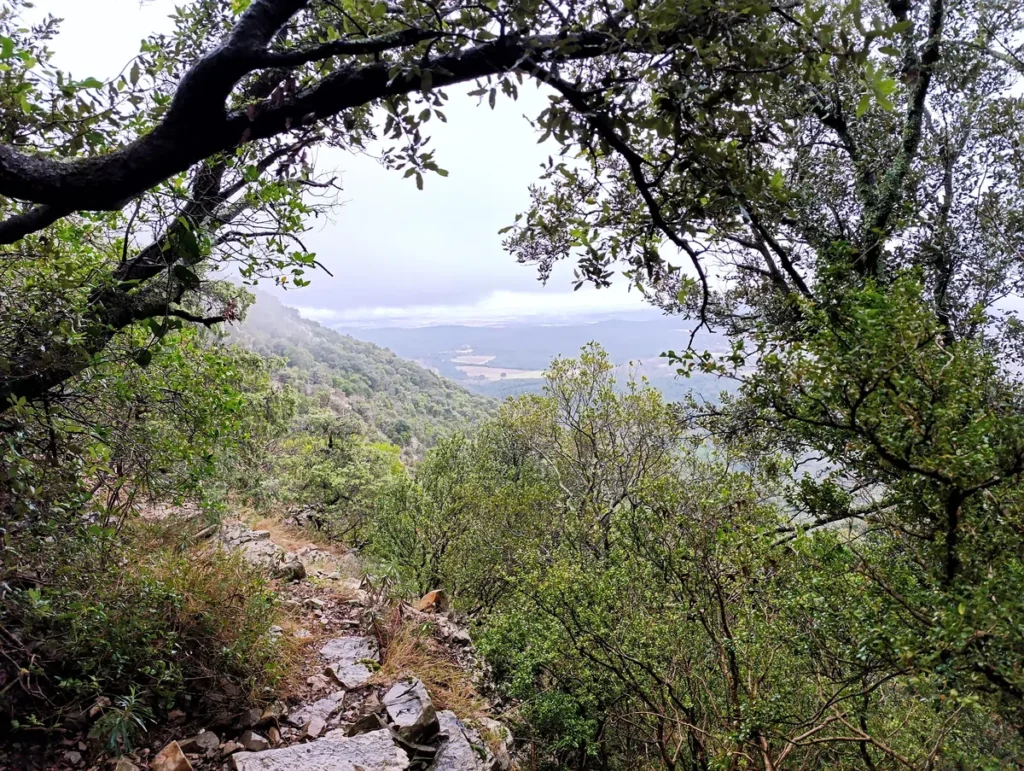 Photo prise des hauteurs d'un petit massif. A travers la végétation, on perçoit une pleine embrumée sous un ciel chargé de nuages.