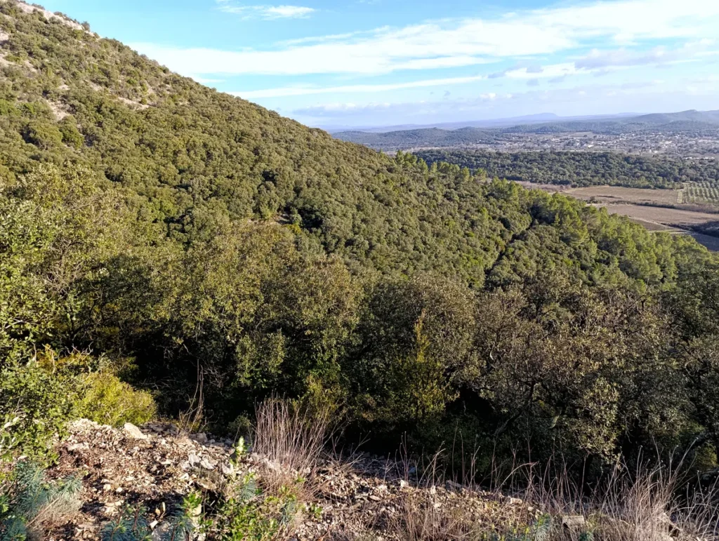 Photo prise à la mi-hauteur d'un petit massif. Un paysage de collines boisées verdoyantes sous un ciel bleu clair, avec une vue dégagée sur une plaine et des montagnes cévenoles au loin.