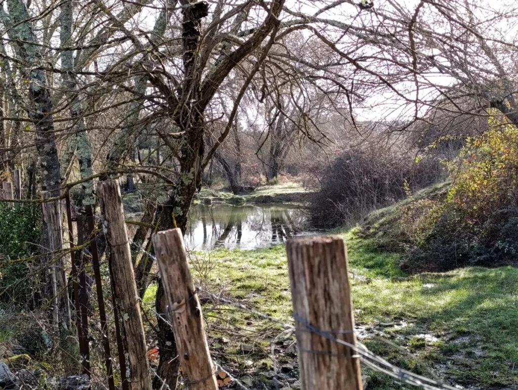 Photo d'une clôture de barbelés en bois et d'arbres sans feuilles. Derrière, une petite mare entourée d'herbe.