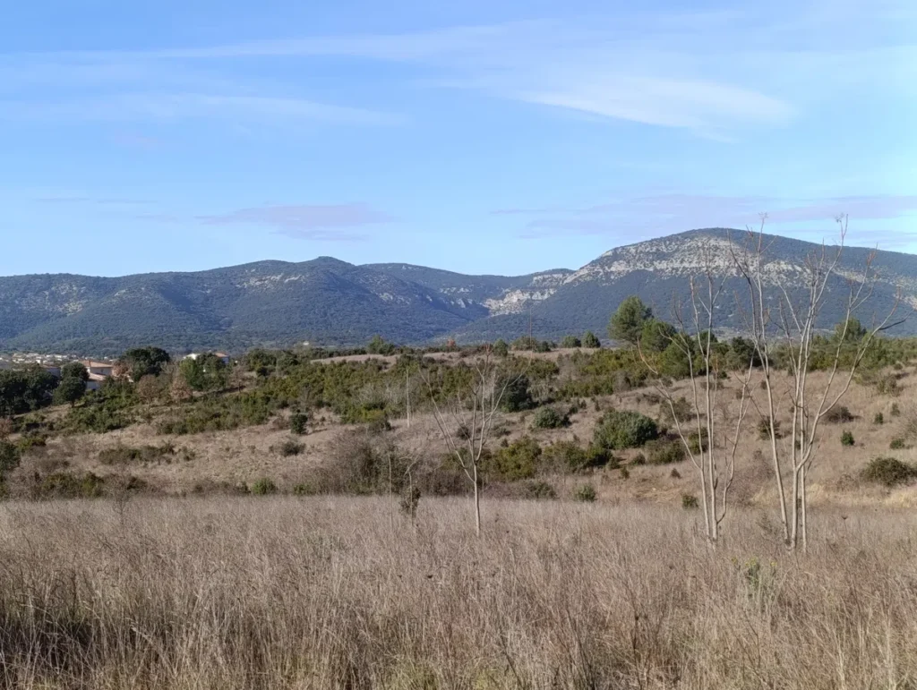 Photo d'un paysage gardois avec en arrière-plan des collines sous un ciel bleu clair, avec, au premier plan, une végétation clairsemée et des arbres isolés.