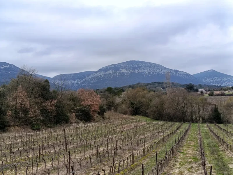 Photo d'un paysage gardois. Sous un ciel très chargé, au premier plan des vignes en mode hivernal. Plus loin, un petit bois. En arrière-plan, un massif karstique.