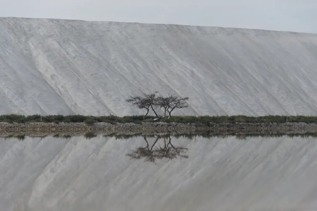 Photo d'un arbre isolé, centré sur l'image, sur les rives d'un canal. Derrière, une camelle de sel.