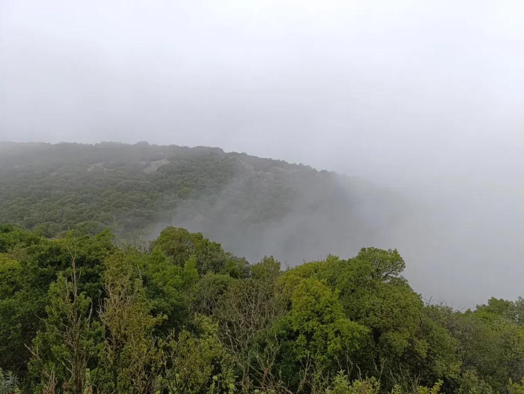 Photo d'arbres dans un petit relief karstique, en partie noyé dans la brume.