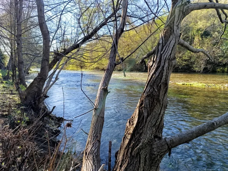 Derrière quelques arbres dégarnis, un petit fleuve aux rives arborées sous un ciel bleu, dans la lumière du matin.