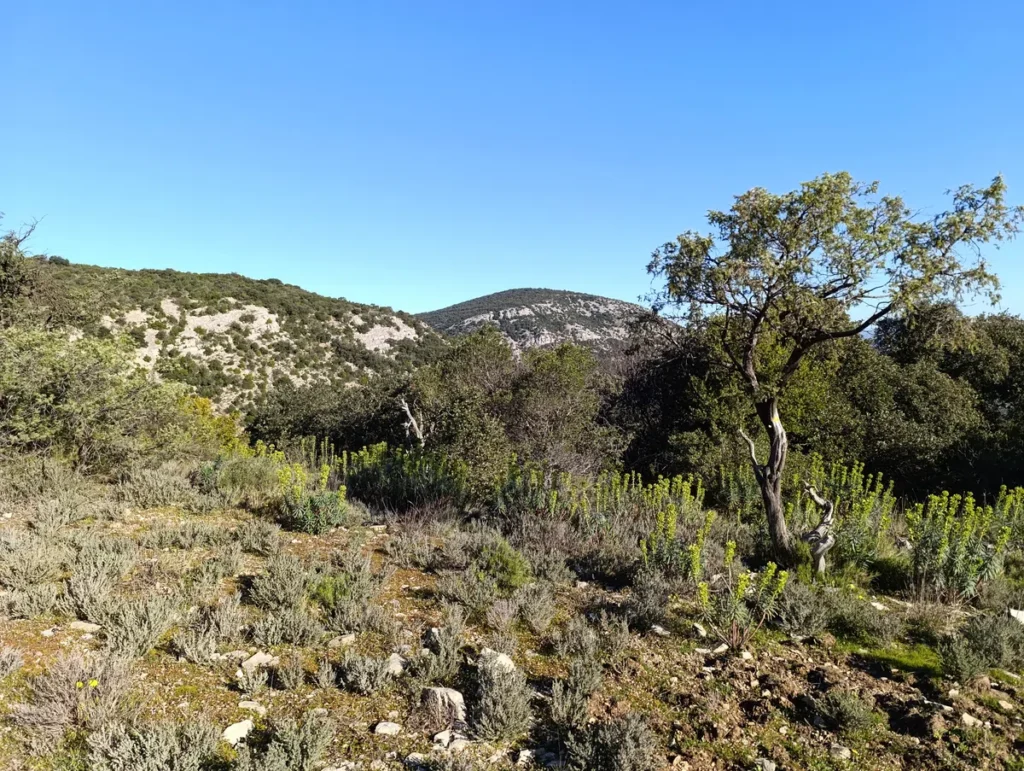 Photo d'un paysage naturel de collines couvertes de végétation méditerranéenne, avec un arbre isolé et un massif en arrière-plan sous un ciel bleu.