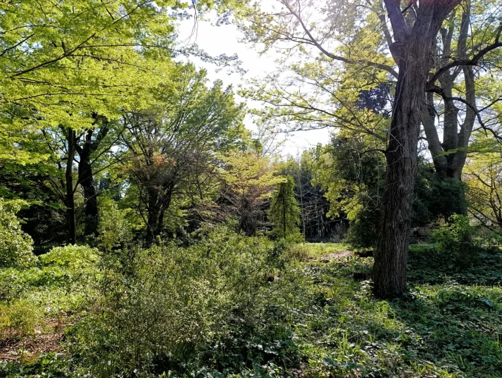 Photo prise dans un parc. Un petit bois lumineux avec des arbres feuillus et des conifères, un sol couvert de végétation dense et des jeux de lumière traversant les branches.
