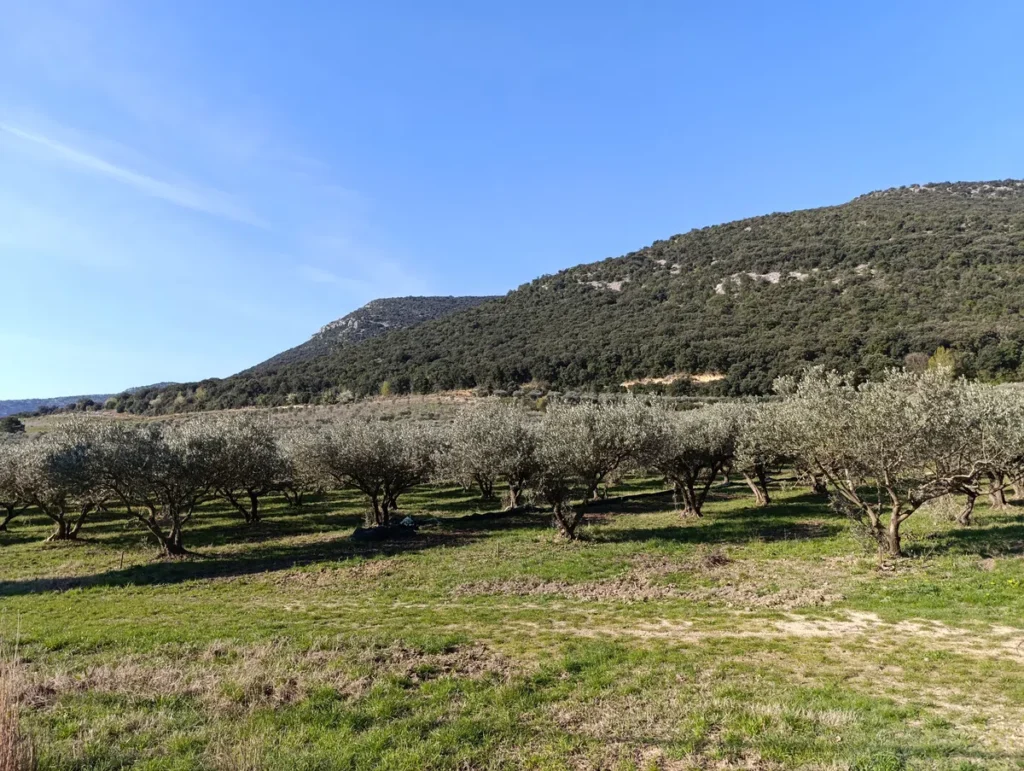 Photo d'un petit champ d'oliviers au pied d'un massif, sous un ciel bleu.