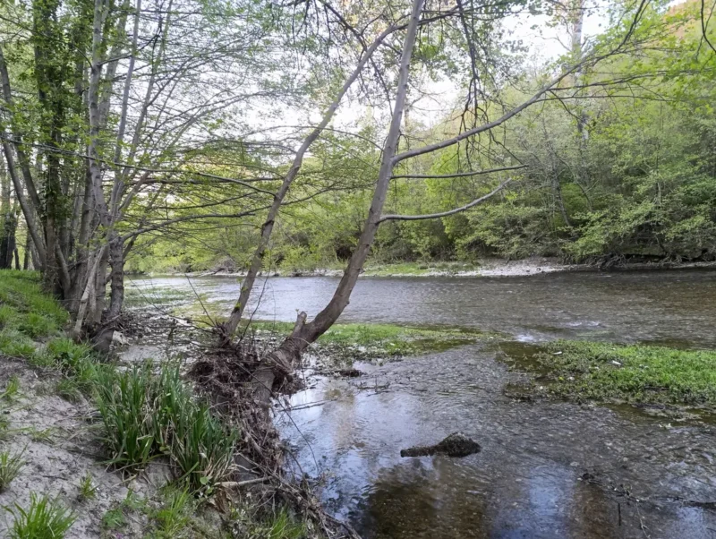 Photo d'un petit fleuve aux rives arborées. Sur la gauche de l'image, des petits arbres se penchent sur le cours d'eau.
