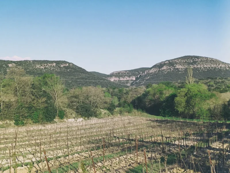 Photo d'un paysage rural. Un massif en arrière-plan. Au premier plan, quelques vignes puis un petit bois. Le ciel est bleu. La photo est légèrement filtrée pour donner l'impression d'une photographie analogique.