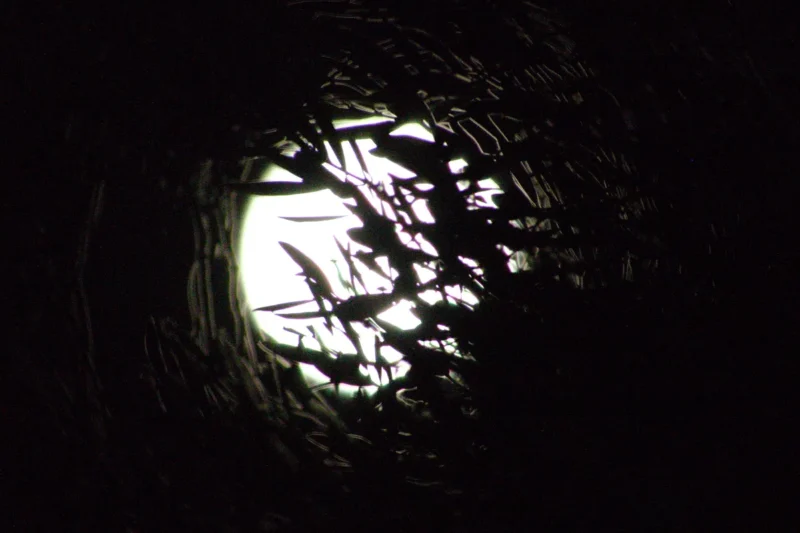 En gros plan la pleine lune derrière les feuilles d'un olivier.