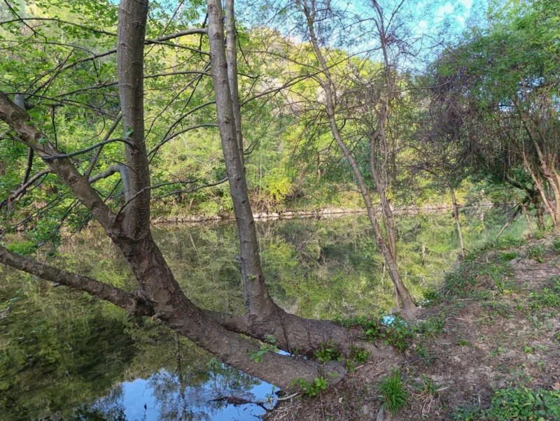 Photo sur les bords d'un cours d'eau. Les deux branches d'un arbre penchées sur le fleuve au premier plan. Derrière, le reflet de la végétation sur l'eau et les rives arborées sous un ciel dont on perçoit le bleu.