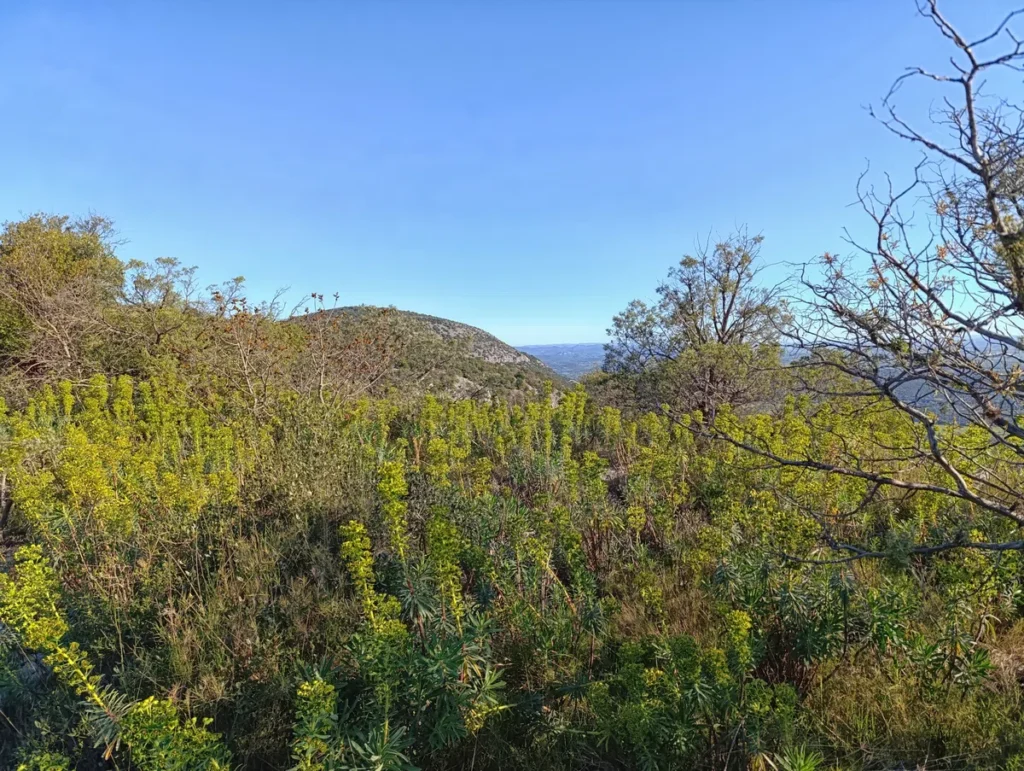 Photo dans un petit massif. Au premier plan, une multitude d'Euphorbe sous un beau ciel bleu. En arrière-plan, on perçoit un petit massif à travers une végétation rase de type garrigue.