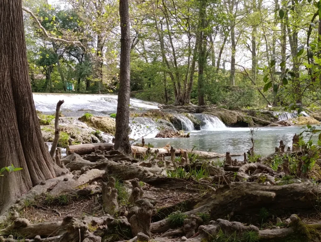 Des racines apparentes et des arbres en bord du Lez, dans un espace naturel protégé à Montpellier. On distingue derrière une petite cascade artificielle sur le cours d'eau.