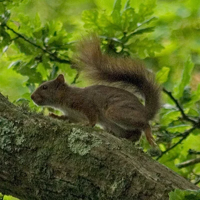 Haviorig 🌈, presque Rohirrim