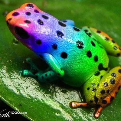 RainbowFrog